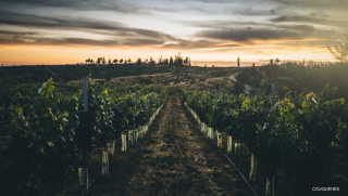 Santa Carolina Winery