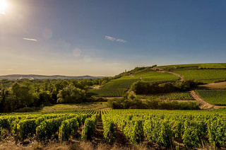 Domaine Jonathan Didier Pabiot